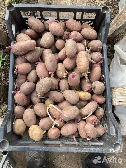 Семенной картофель