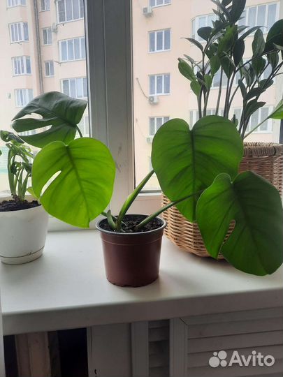 Монстера, Сциндапсус, Сингониум