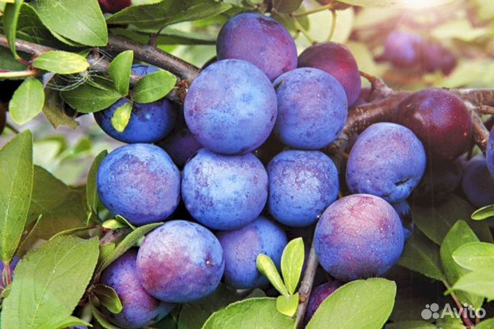 Саженцы сливы Тернослива Подарок Севера