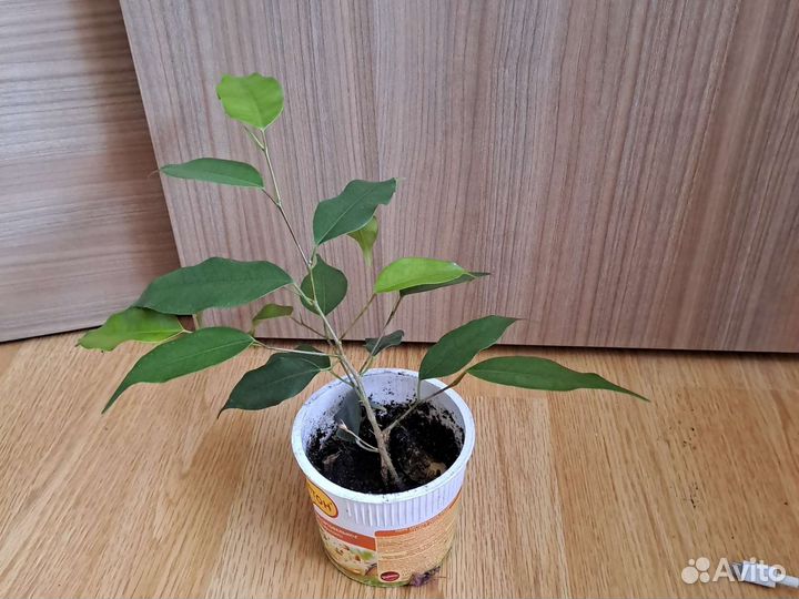 Фикус бенджамина наташа