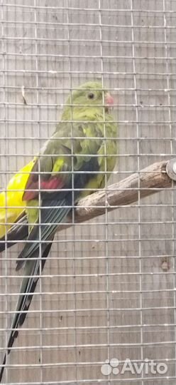 Горный попугай