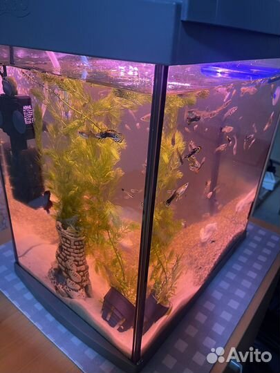 Аквариум Tetra с рыбками