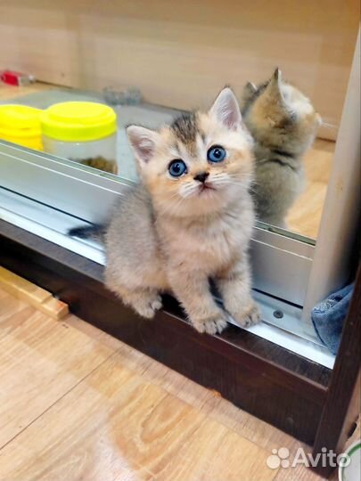 Кошка и котята