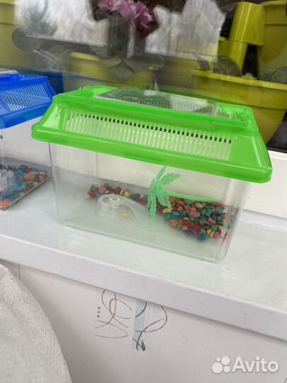 Аквариум пластиковый + креветки