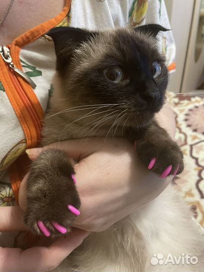 Вязка (нужен кот)