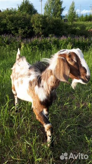 Нубийский козёл приглашает на вязку