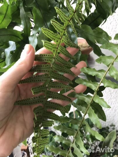 Папоротник нефролепис