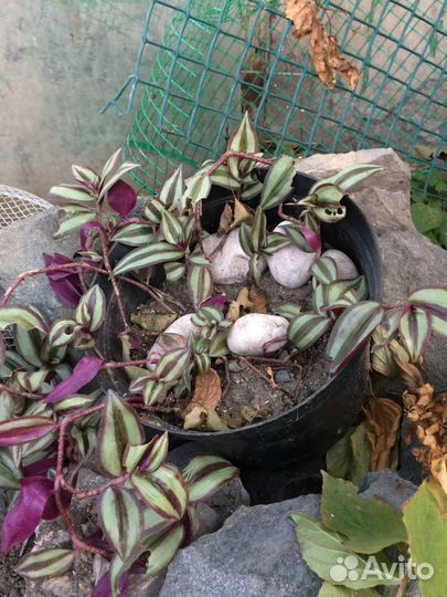 Цветы домашние в горшках