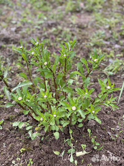 Ромашка садовая, Маргаритки Флоксы