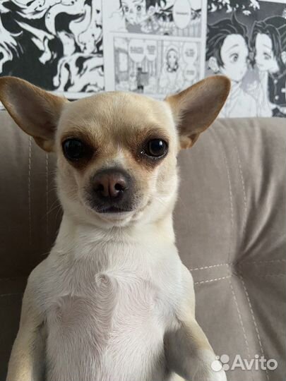 Вязка чихуахуа девочка