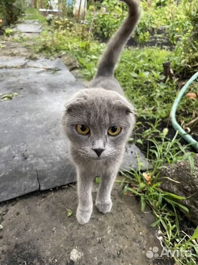 Кошка бесплатно в добрые руки