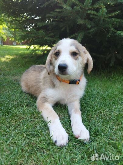 Щенок в добрые руки