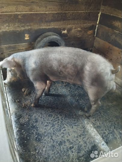 Племенные поросята дюрок