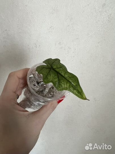 Алоказия Жаклин