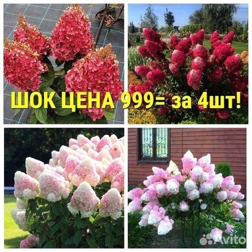 Гортензии 50 сортов от 199р
