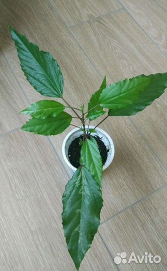 Гибискусы китайская роза (ассорти)