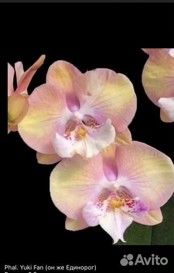 Орхидея фаленопсис биг лип Единорог
