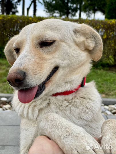 Собака в добрые руки