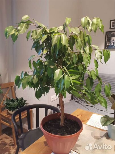 Оживит пространство. Фикус Бенджамина