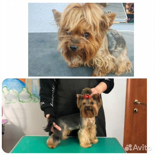 Стрижка собак \Груминг(возможен выезд)