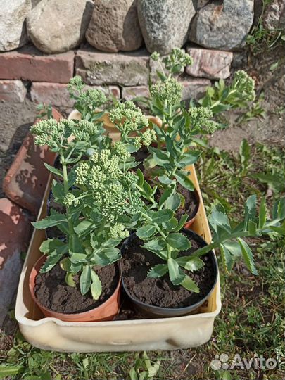 Очиток видный(заячья капуста)