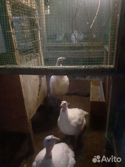 Яйца индейки