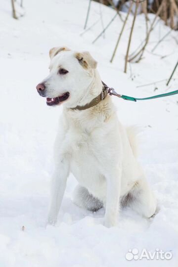 Прекрасный Уайт