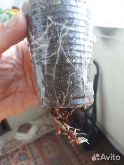 Рассада томатов, перцев и баклажан