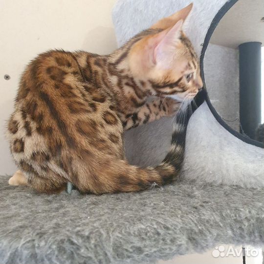 Бенгальская