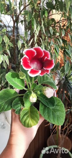 Глоксиния в горшке