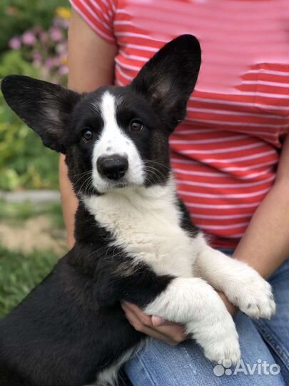 Вельш-корги щенки