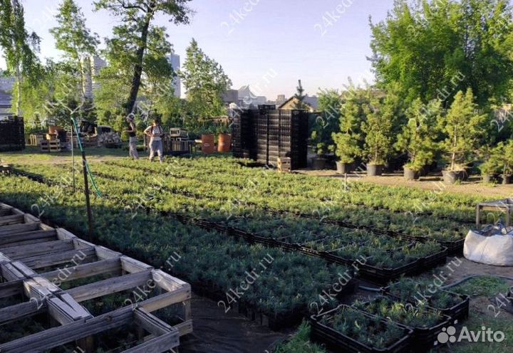 Саженцы кедра от производителя