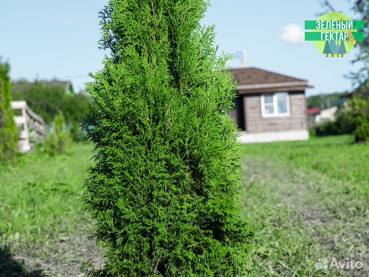 Туи колумна 160 см свежая копка 2023