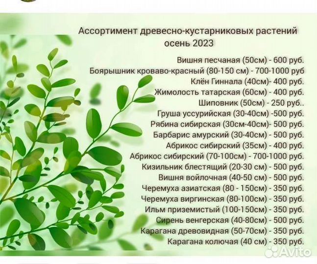 Саженцы деревьев