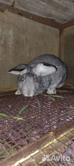 Кролик самец