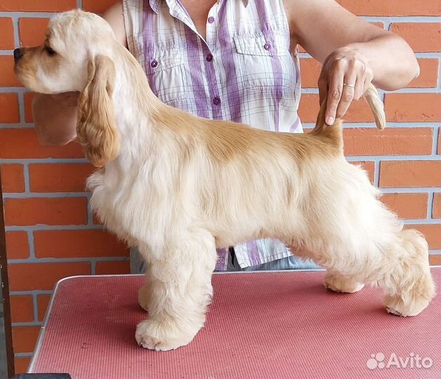 Кокер спаниель