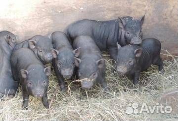 Продажа маленьких поросят