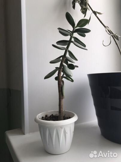 Цветы в горшках