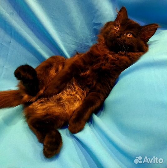 Пушистое чудо