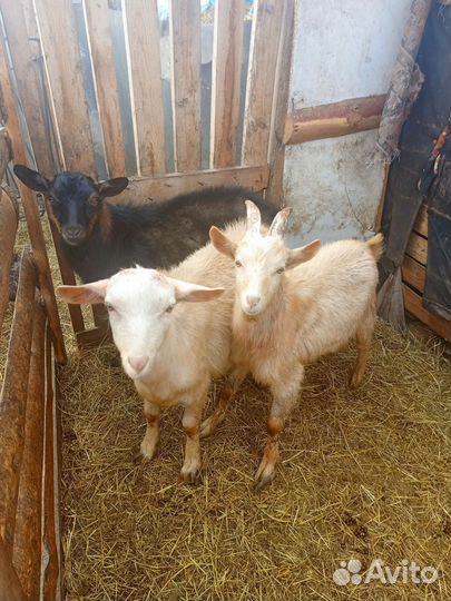 Козлята