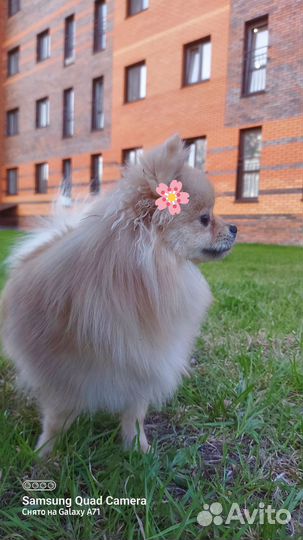 Мульти-шпиц