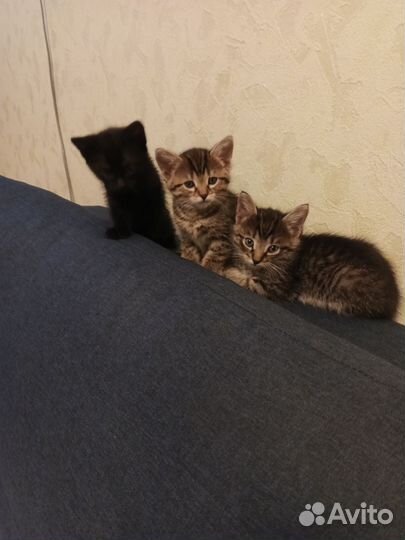 Кошки в добрые руки