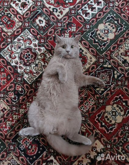 Кот на вязку