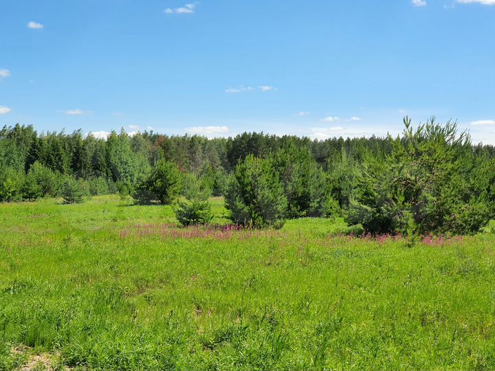 Участок 11,7 сот. (ИЖС)