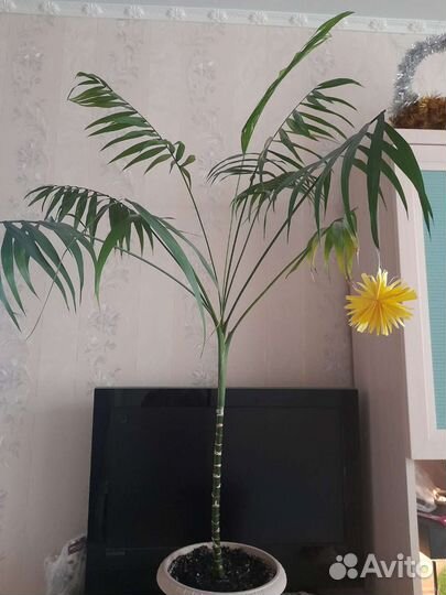 Цветы для дома и офиса