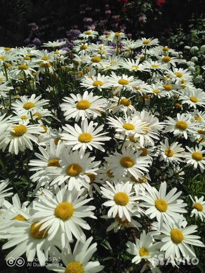 Ромашка многолетняя