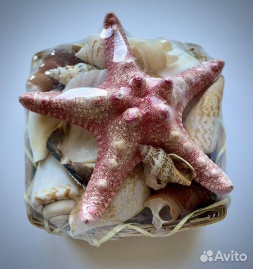 Набор ракушек со звездой новый в упаковке
