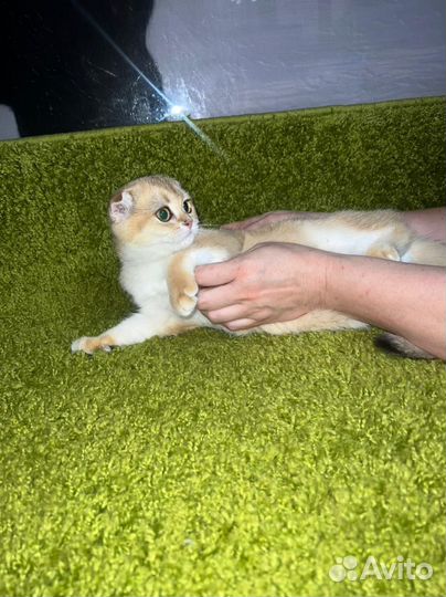 Золотые котята