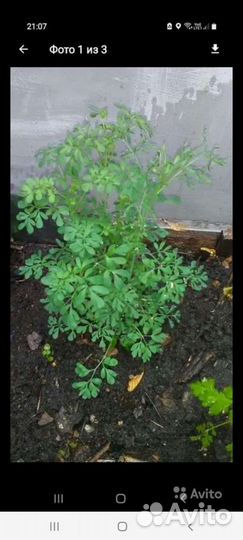 Многолетники