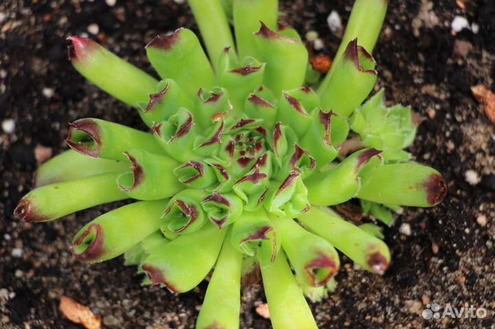 Молодило -каменная роза трубчатое №4